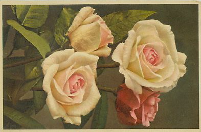 image4